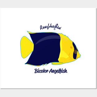 Bicolor Angelfish Posters and Art